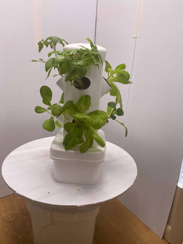 Two-plant Exotower tabletop hydroponic system with fresh basil, perfect for kitchen counters