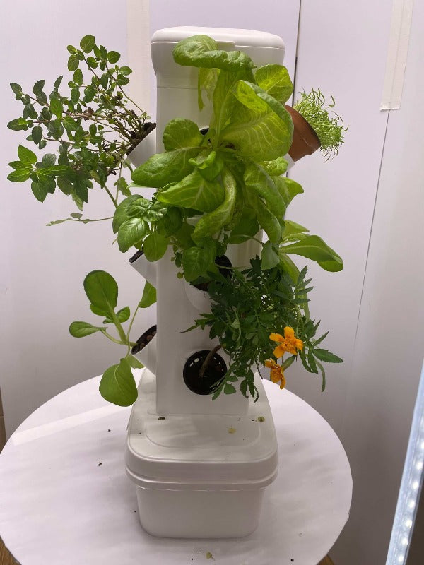 Three-plant Exotower tabletop garden with a variety of herbs, enhancing home cooking with fresh flavors